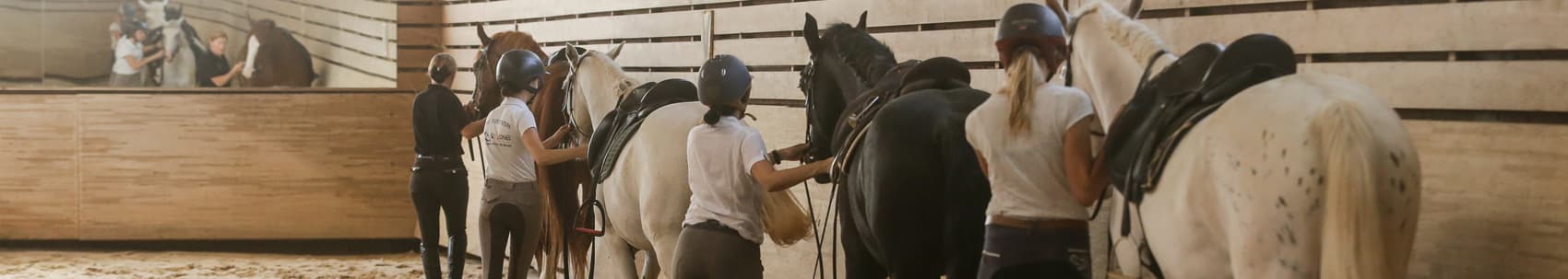 Chevaux à vendre